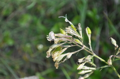 Silene nemoralis, photograph Josep Gesti, CC BY-SA, iNaturalist via GBIF