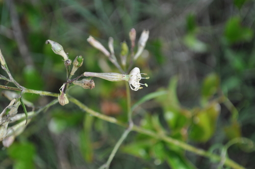 Silene nemoralis, photograph 2
