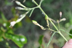 Silene nemoralis, photograph Josep Gesti, CC BY-SA, iNaturalist via GBIF