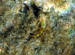 Bovichtus angustifrons