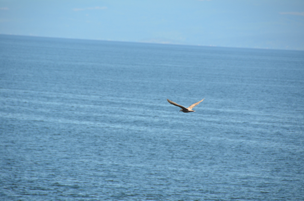 Olympic Gull from Nanaimo, BC, Canada on May 12, 2023 at 0106 PM by