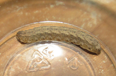 Lepidoptera