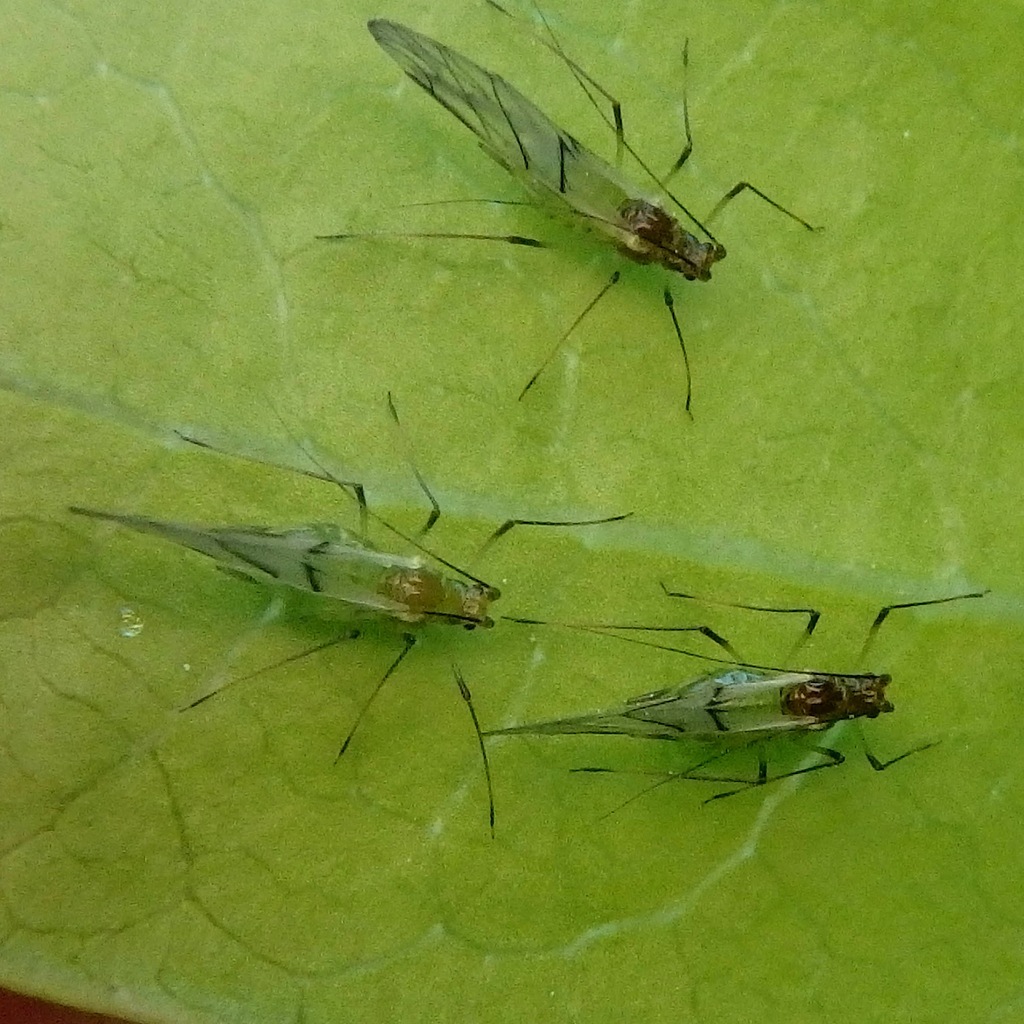 Wahlgreniella arbuti