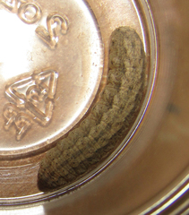 Lepidoptera