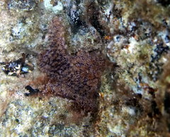Distaplia