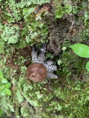 Astraeus hygrometricus