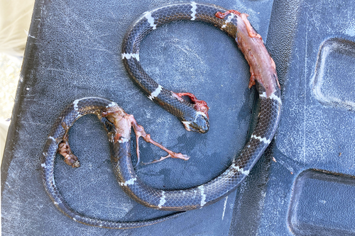 Tropidodipsas repleta