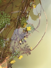 Ludwigia sedoides