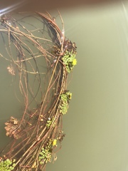 Ludwigia sedoides