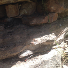 Lampropeltis pyromelana