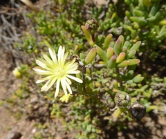Delosperma crassum