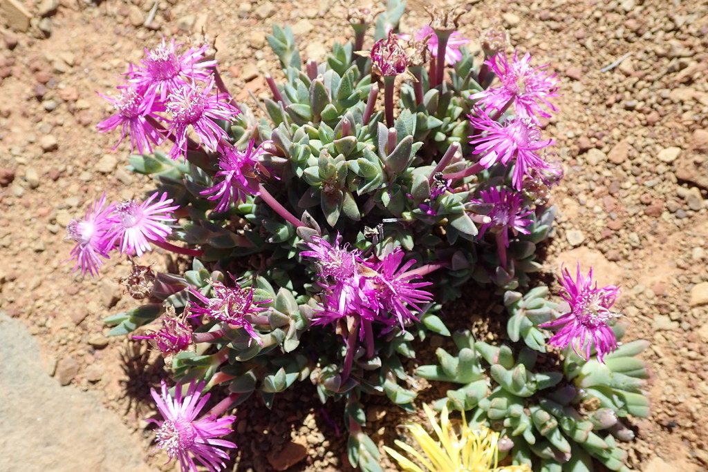 Antimima prolongata, Namakwa, South Africa