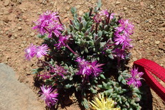 Antimima prolongata