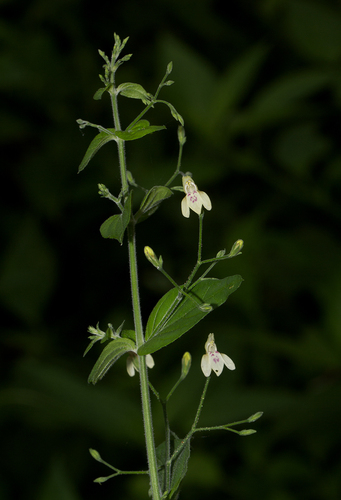 Justicia scandens image