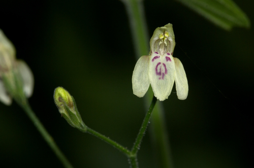 Justicia scandens image