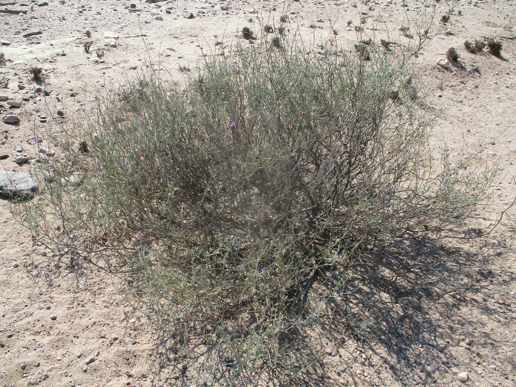 Tephrosia oxygona oxygona from Kunene Region, Namibia on May 5, 2023 at ...