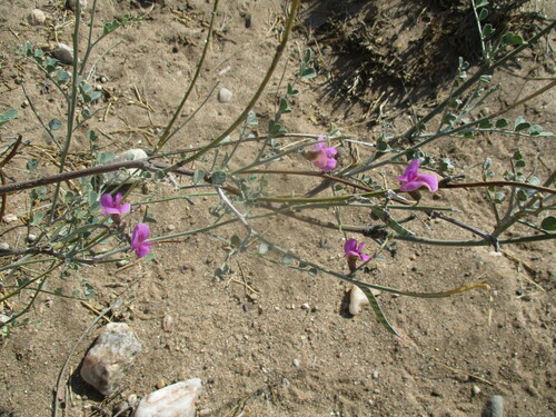 Tephrosia oxygona image