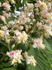 Jírovec maďal (Aesculus hippocastanum): původ a využití — fotografie 3