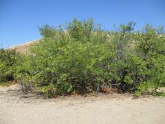 Colophospermum mopane image