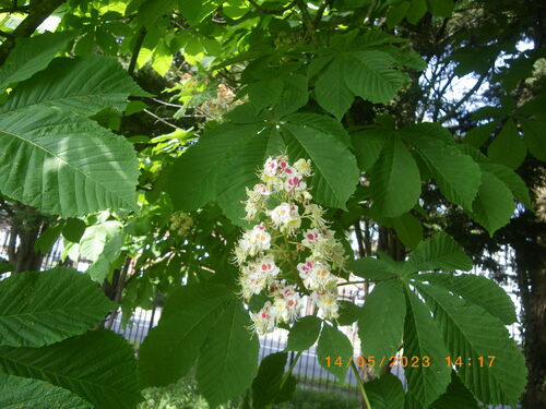 Aesculus hippocastanum iNat (2)