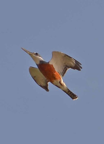 Ringed Kingfisher, photo 5 of 9