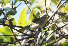 Zimmerius chrysops