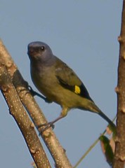 Yellow-Winged Tanager photo 5