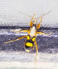 Ectomocoris quadriguttatus