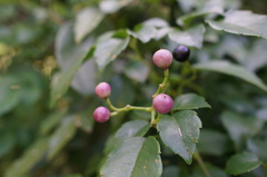 Causonis corniculata