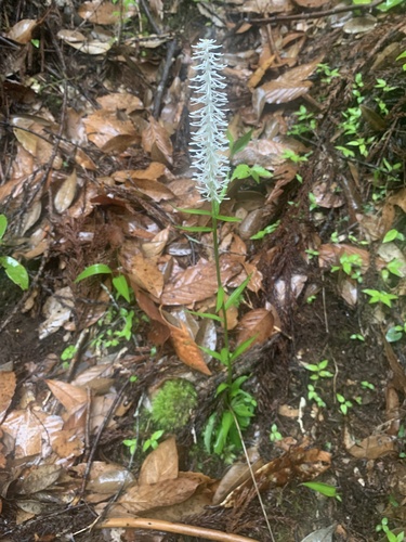 Chamaelirium japonicum, photograph 6