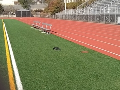 Corvus brachyrhynchos