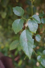 Causonis corniculata