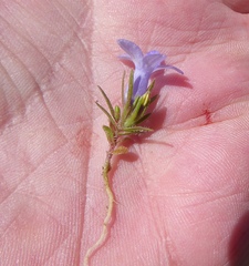 Microcodon