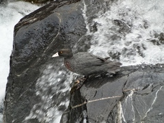 Hymenolaimus malacorhynchos