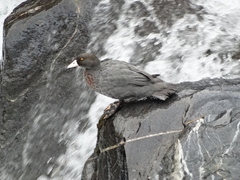 Hymenolaimus malacorhynchos