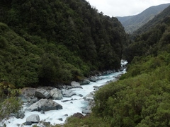 Hymenolaimus malacorhynchos