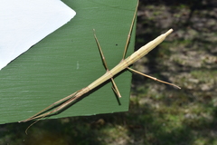 Pseudosermyle tridens