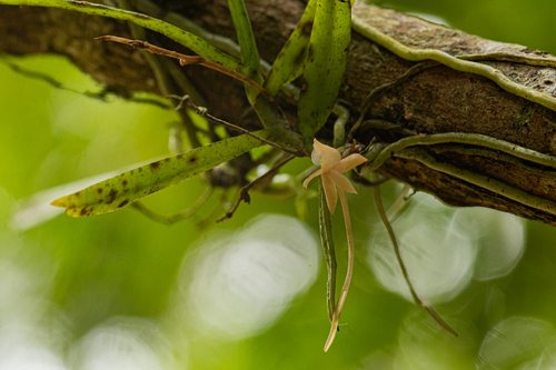 Angraecum cultriforme image