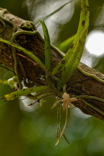 Angraecum cultriforme image