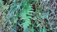 Dryopteris uniformis