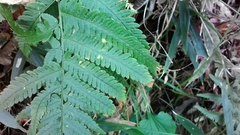 Dryopteris uniformis