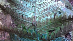 Dryopteris pacifica