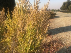 Allenrolfea occidentalis