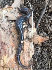 Pseudoeurycea leprosa