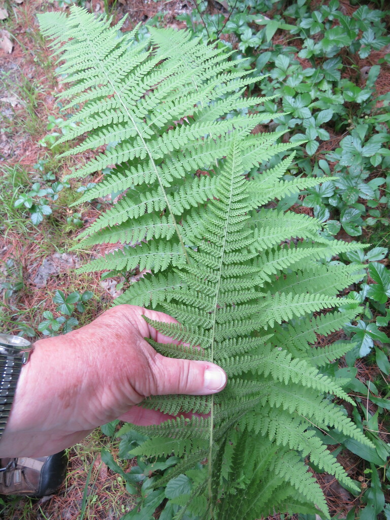 hay-scented fern from Chittenden County, VT, USA on August 12, 2019 at ...