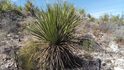 Dasylirion acrotrichum