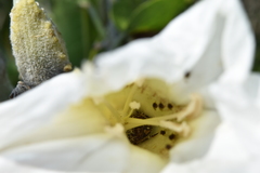 Euphoria leucographa