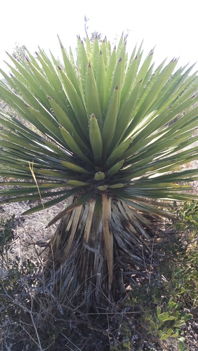 Yucca carnerosana