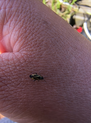 iNaturalist observation photo of Fiddleneck Plant Bug
