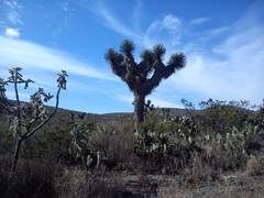Yucca decipiens